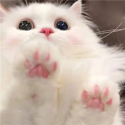 عباس چوہدری avatar